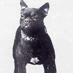 history of a french bulldog