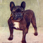 history of a french bulldog