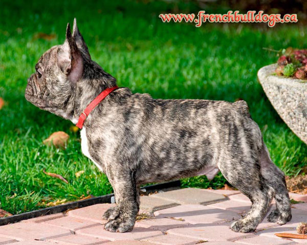 purebred french bulldog puppy - LeChateau's Maximus
