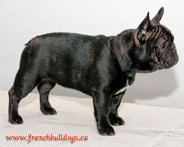 purebred french bulldog puppy - LeChateau's Hot-n-Sassy