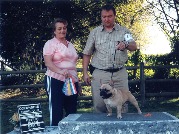 award winning french bulldog - LeChateau Archibald