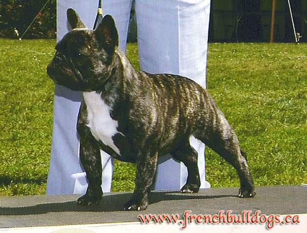 award winning french bulldog - LeChateau's Beatrice